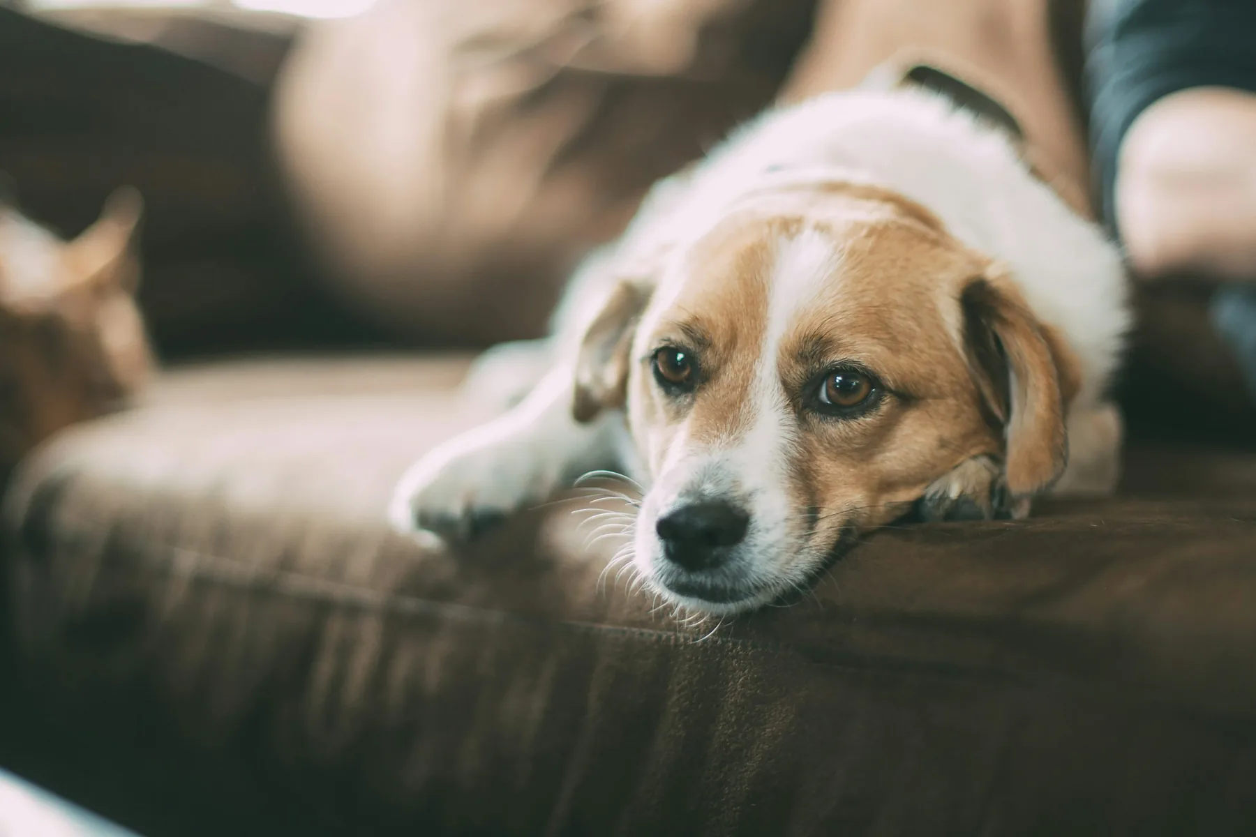 Relaxed brown-and-white dog resting its head on a sofa.