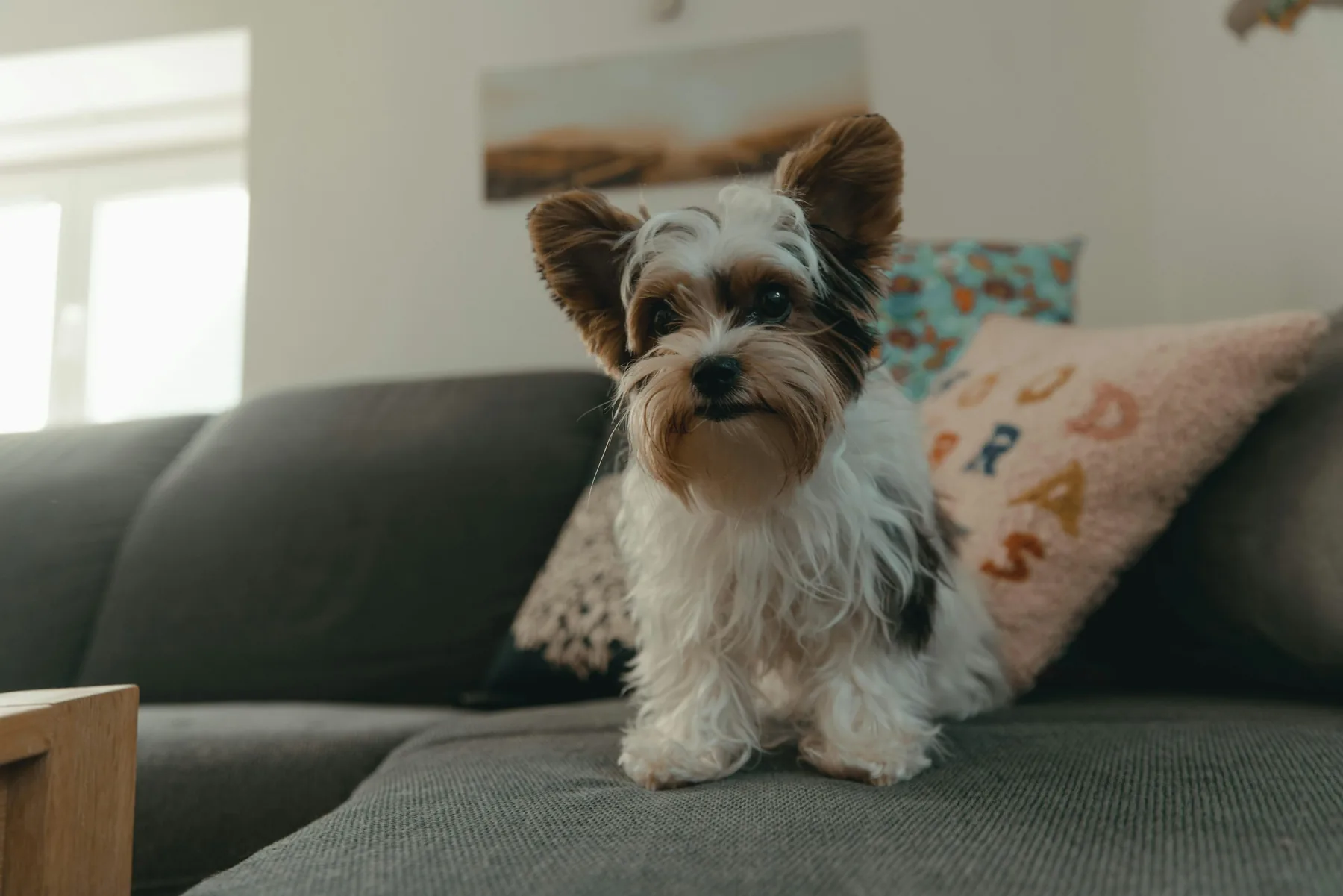 Small Yorkshire terrier sitting on a sofa in warm sunlight.