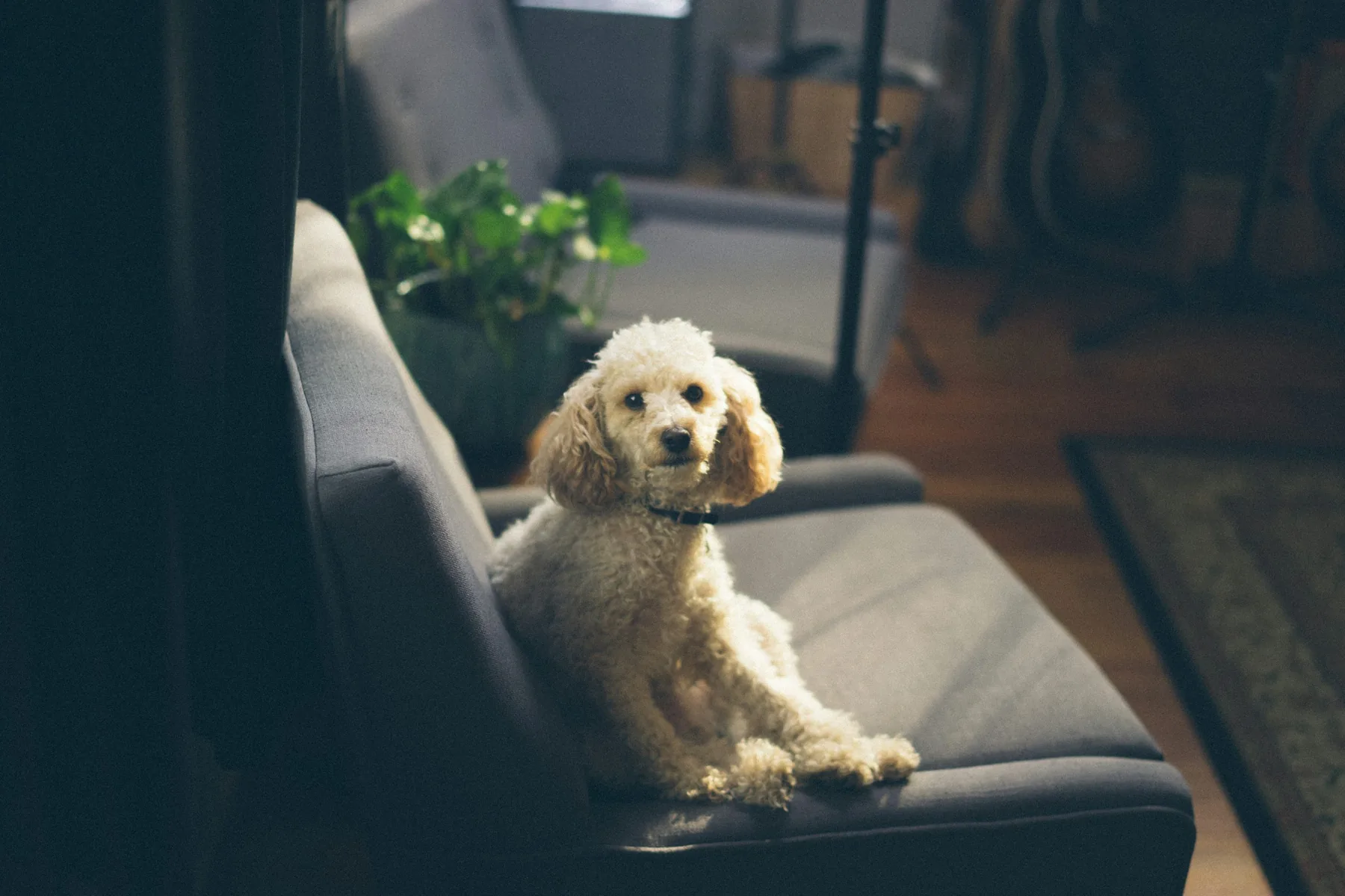 A calm cream-coloured poodle sits on a grey chair in soft window light.